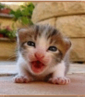 大雨に注意(ﾟдﾟ)！ 画像1