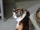 こりゃマジヤバ…↑ 画像1