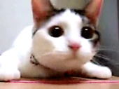 1kgは無理だったが…↓ 画像2