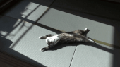 ネコ癒す♪.1…→ 画像3