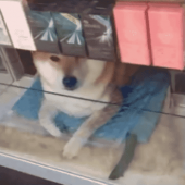 少年H…↓ 画像1