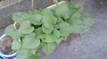 次は秋野菜
