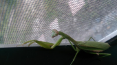 カマキリ(￣▽￣;)!! 画像2