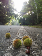 軽井沢　朝 ＲＵＮ 画像3