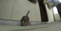 今日はお江戸へ…↑
