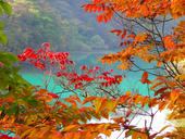 『日光の紅葉を～』 画像3