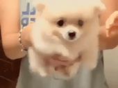 徐々に回復…↓（ワンコ復活♪） 画像2