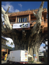 ☆ヅラがないっ！！！！ 画像1