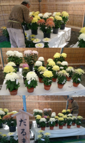 フォトメモ⋆菊花展（翌日更新） 画像3