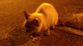 子猫・・・