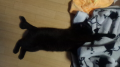 子猫・・・