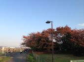 いちょう祭り♪ 画像1