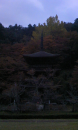 お芋さん・・・改め紅葉狩り