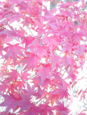 ☆楽しかったウォーク＆ランオフ会☆ 画像1