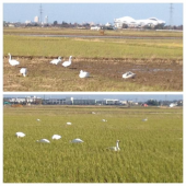 白鳥… 画像1