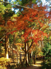 高尾山 画像2
