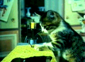 飲んじまった…↑ 画像1