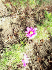 ☆冬なのにコスモス？☆ 画像1