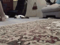 あん肝～♪…↑