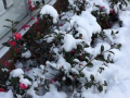 雪です