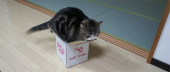 連続クリパ…↑ 画像2