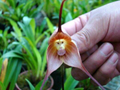 サル顔の花、スゲー 画像1
