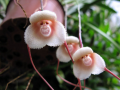 サル顔の花、スゲー