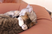 『猫マフラー！？』 画像3