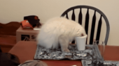 飲んだ～♪…↑ 画像2