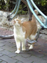 トラちゃん