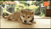 冬季オリンピック開幕～(＾ν＾)　　 画像2