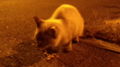 猫☆ 画像1