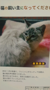 猫☆ 画像2