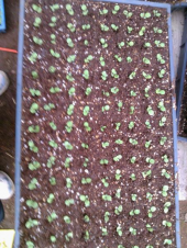 手伝い２日目～ 画像3