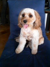 トリミング　中身は変わらぬ　うちの犬 画像1