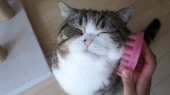 2勝7敗…↑ 画像1