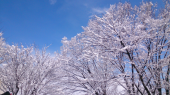 雪の中を 画像2