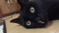 (笑)