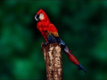 インコの秘密、スゲー