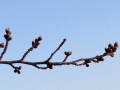 沈丁花♪