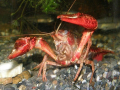 アメリカザリガニ、スゲー