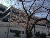 日差しが… 画像1