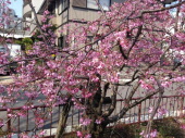 日差しが… 画像2