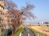 はなまる♪ 画像3