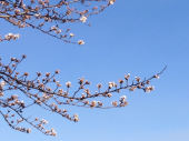 花見ラン♪ 画像2