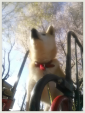 ☆花見だワン▽･ｗ･▽ 画像3