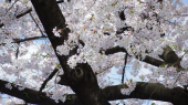 桜満開 画像1