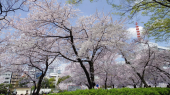桜満開 画像2