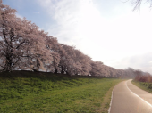 花見RUN？　 画像2