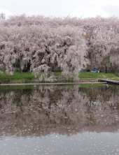 花見RUN？　 画像3